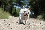BOULEDOGUE FRANCAIS 058